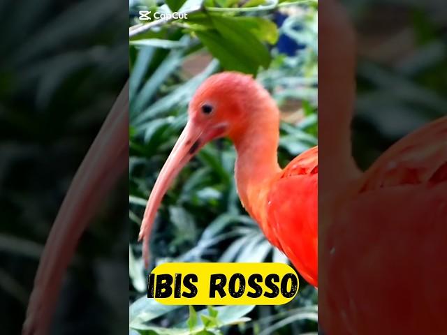 L'ibis rosso