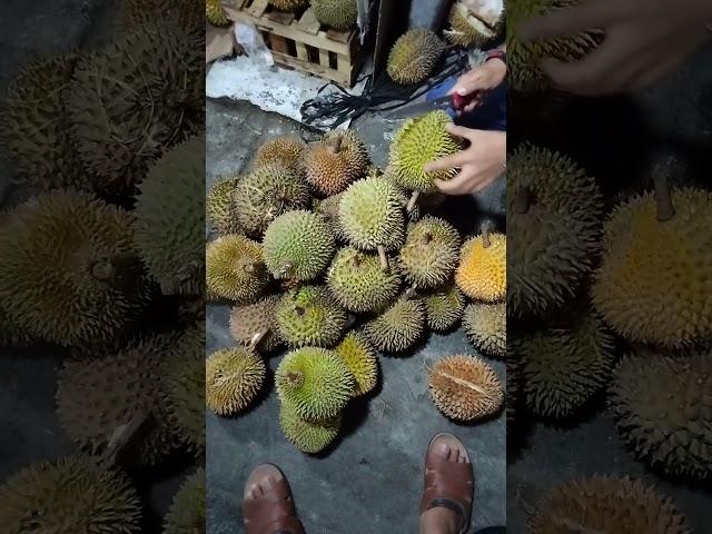 Durian Montong murah