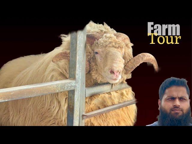 Al Ahmed Goat Farm Tour, Padgha | Amazing Taiyyari of Andul Goats & Sheep