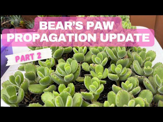 WHAT HAPPENED TO MY BEAR’s PAW PROPAGATION (a video update!)