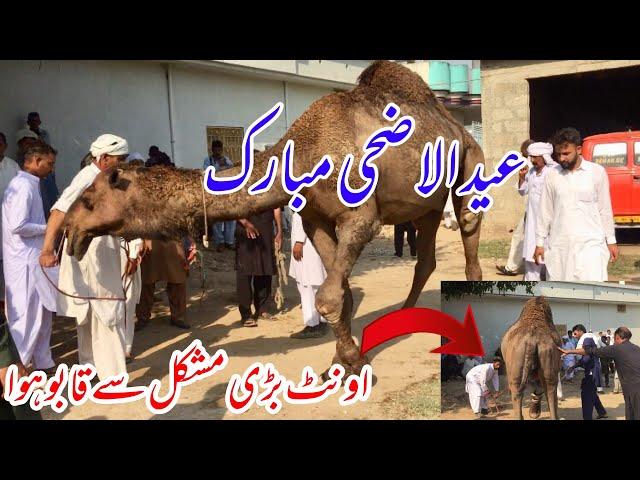 Eid ul Adha Mubarak 2024 || Camel Qurbani video || Dadyal Azad Kashmir