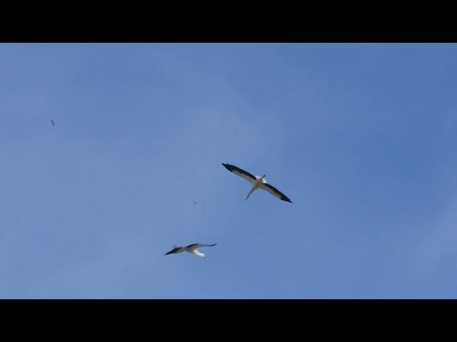 Storks flying