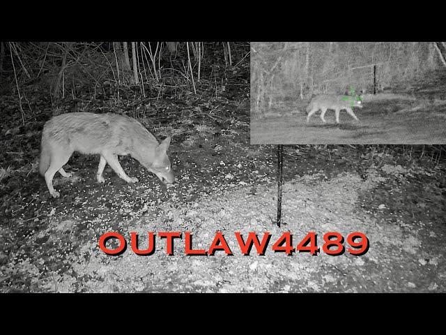 ATN X-Sight 4K Pro. Ruger 10/22. Season 1 Episode 3. (Fox miss, coyote kill)