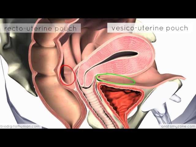 Introduction to Female Reproductive Anatomy - 3D Anatomy Tutorial