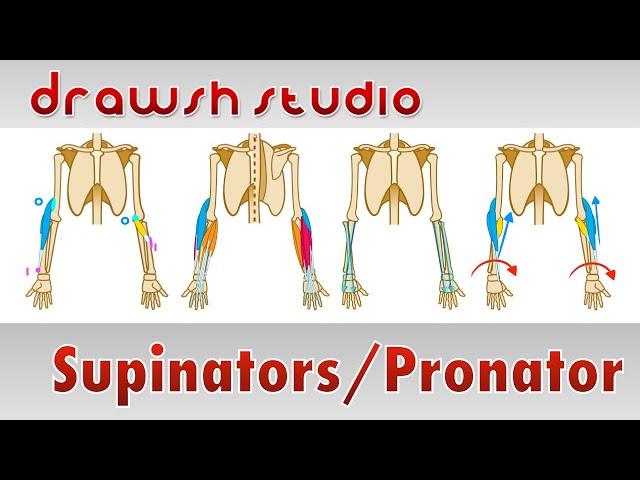 The Supinator and Pronator Muscles