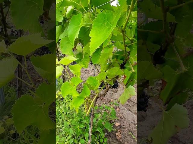 VINEYARD IN TURNHOUT #shorts #vineyard #grapes #oudturnhout #belgium