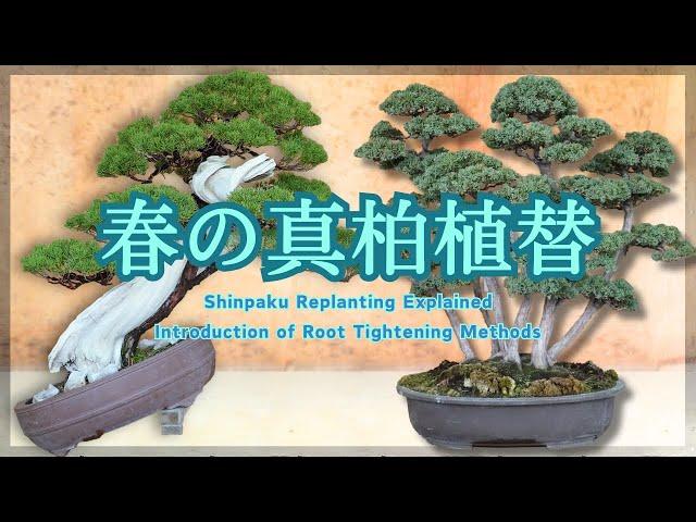 Shinpaku Replanting Explained - Introduction of Root Tightening Methods for Different Way -