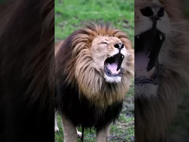 Who can roar the loudest #lion #roar #loud