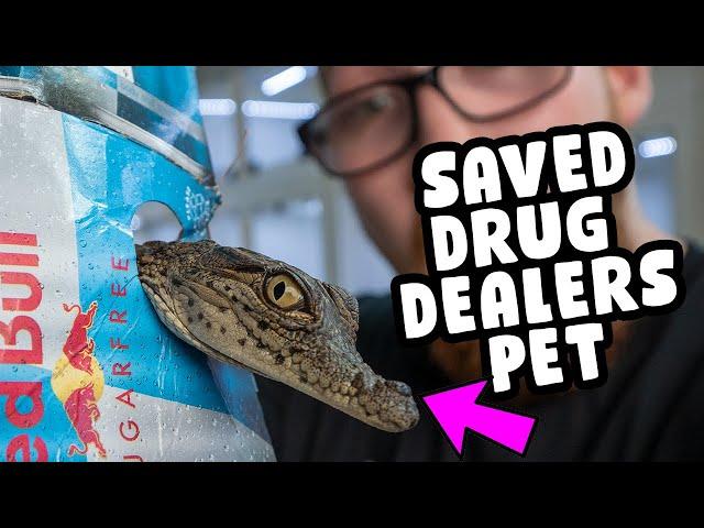 RESCUED A RARE BABY CROCODILE FROM A DRUG DEALERS HOUSE!