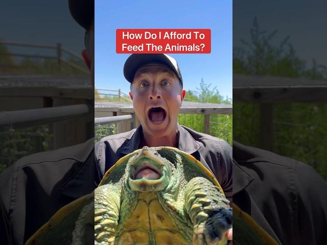 How Do I Afford To Feed The Animals? #shorts #animals