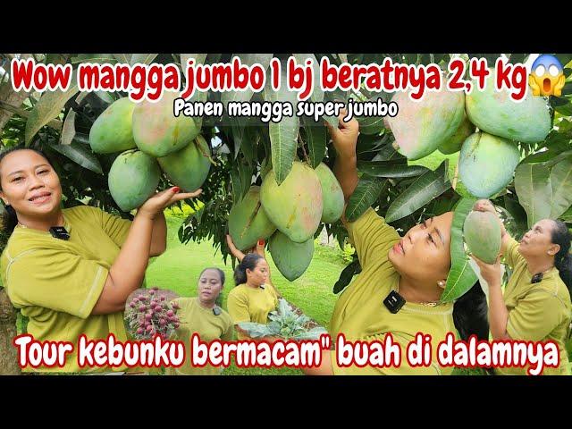 PANEN PERDANA TH 2025‼️PANEN MANGGA RAKSASA/JUMBO,KLENGKENG MERAH,MARKISA,BROKOLI DI KEBUN SENDIRI