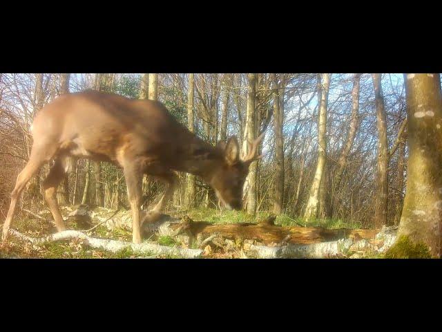 Mature roe deer buck has shed the velvet and has impressive new antlers