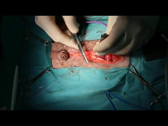 Intestinal foreign body and splenectomy in a dog