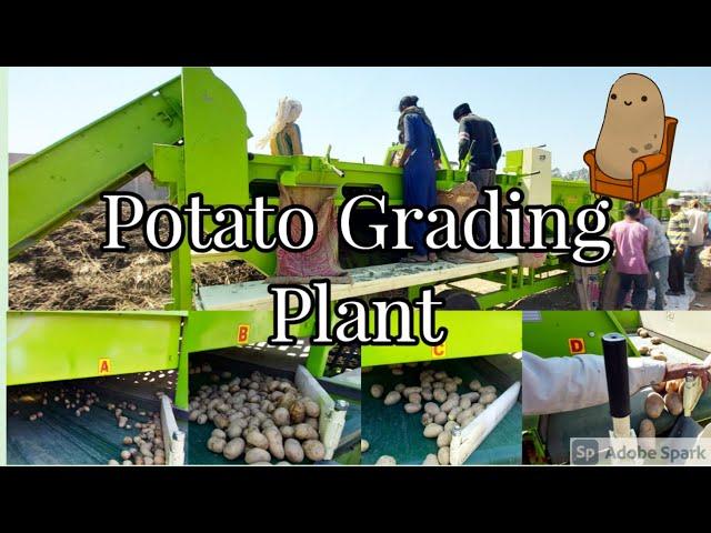 Potato Grading Machine | Automatic Potato Grader