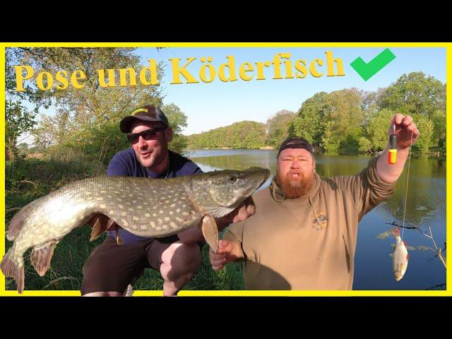 Hechtangeln mit Köderfisch und Pose ganz einfach vom Ufer erfolgreich