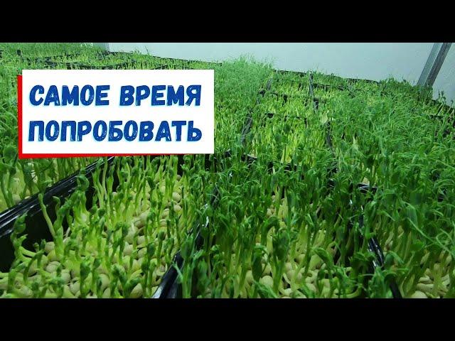 Микро-зелень на халяву