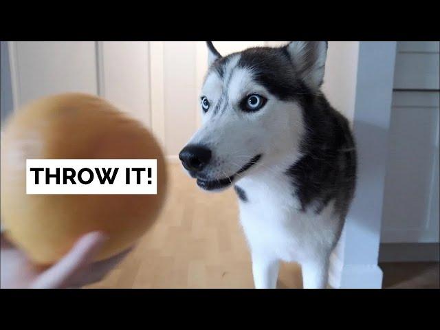 My dog can FETCH FRUIT!