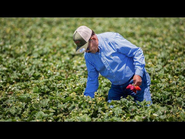 Meet the Growers: The Chavez Family