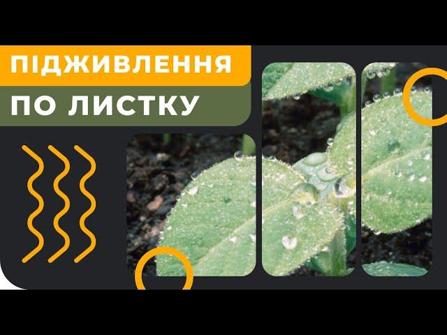 Підживлення по листу – скільки і як часто?  [GrowEx]