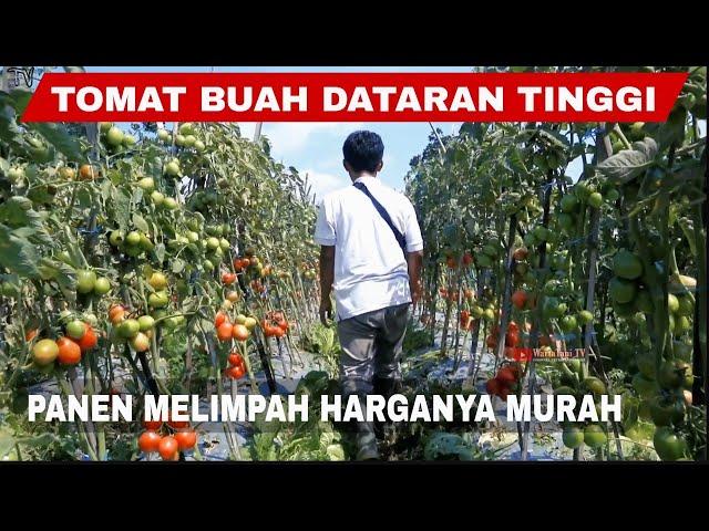 How to plant highland fruit tomatoes so they bear abundant fruit on the slopes of Mount Merapi