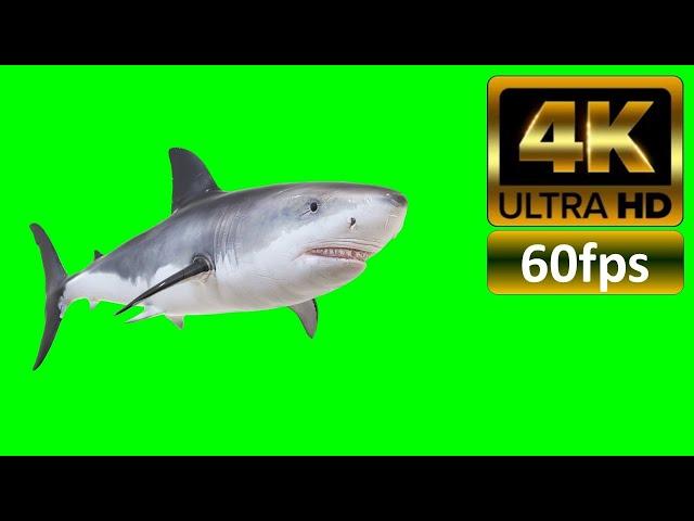 Shark Attack Green Screen 4K 60fps ULTRA HD