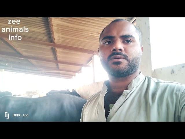 appill video my YouTube channel zee animals info channel