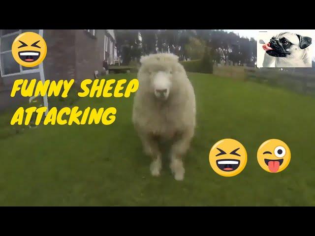 Funny Crazy Sheep-Goat Attacking Human Compilation Funniest Animals Videos️ Goat attacking people