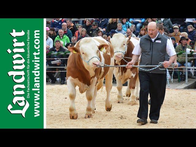 BVN Bullenparade 2015 | landwirt.com