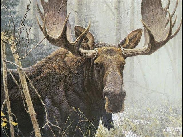 Охота на лося, лучше моменты,moose hunting
