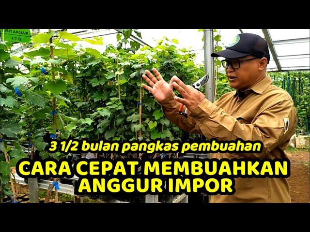 CARA ANGGUR IMPOR CEPAT BERBUAH || 3 1/2 Bulan Pangkas Pembuahan