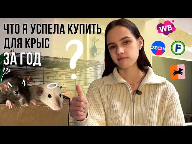  Что купить для крыс перед их появлением?  Весь список моих ошибок и радостей