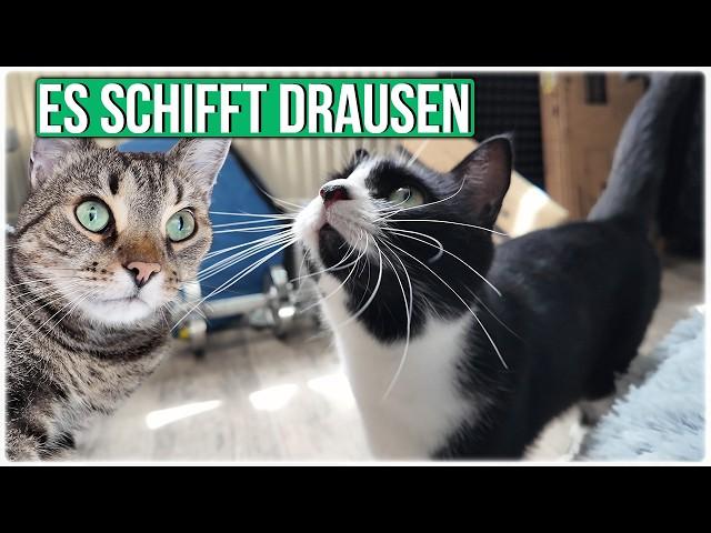 Normale Gespräche mit meinen Katzen - wir tun es alle