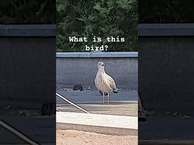 #bird