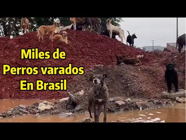 Muchos perros varados en el desastre Natural en Brasil  #parati #viralvideo