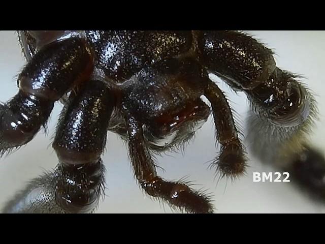 Live Black Widow Spider Under High Magnification KKmoon High Magnification