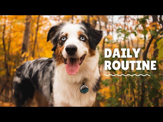 Mini Australian Shepherd Daily Exercise Routine