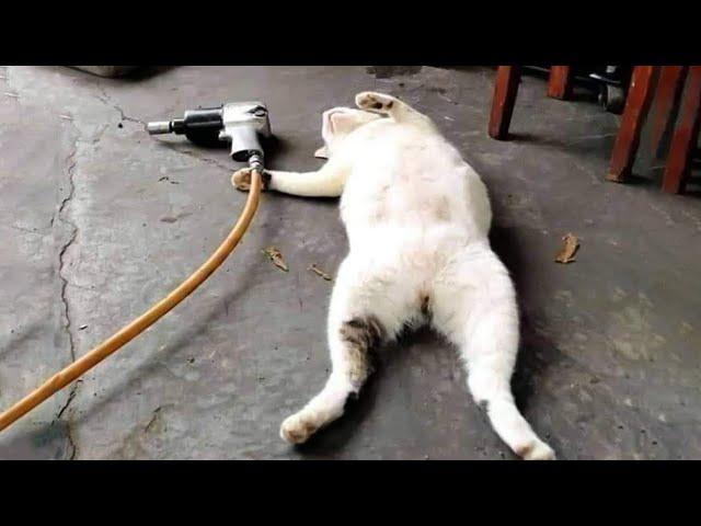 ПРИКОЛЫ С ЖИВОТНЫМИ ДО СЛЕЗ / Смешные КОТЫ 2021 / Приколы с КОТАМИ / Funny ANIMALS video #17