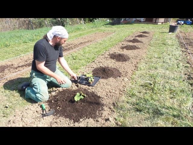 preparo il terreno con la lavorazione, trincio e freso una parte dell'orto, trapianto le zucchine,