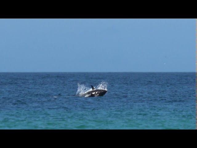 Tuna - Sennen Cove, Cornwall - August 18th 2020