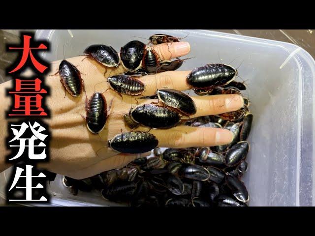 A large number of alien cockroaches are occurring in Japanese parks