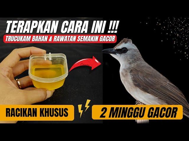 LAKUKAN DENGAN KONSISTEN DAN LIHAT HASILNYAPERAWATAN KHUSUS TRUCUKAN AGAR CEPAT GACOR