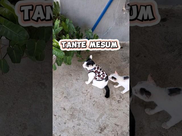 Tante MESUM... #subscribe #cat #funny #trending #shorts