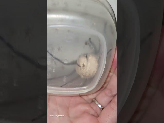 Huge Spider Sac Hatches On Woman's Wall! 