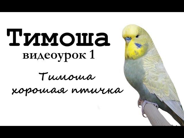  Учим попугая по имени Тимоша говорить, видеоурок 1: "Тимоша хорошая птичка"