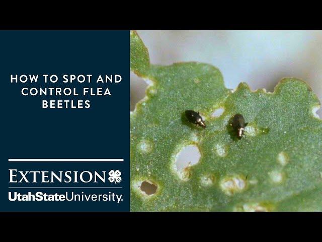 How to Spot and Control Flea Beetles