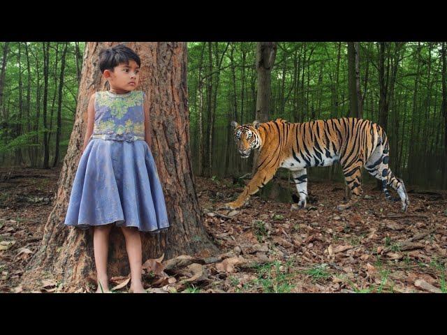 tiger attack man in the forest | tiger attack in jungle, royal bengal tiger attack