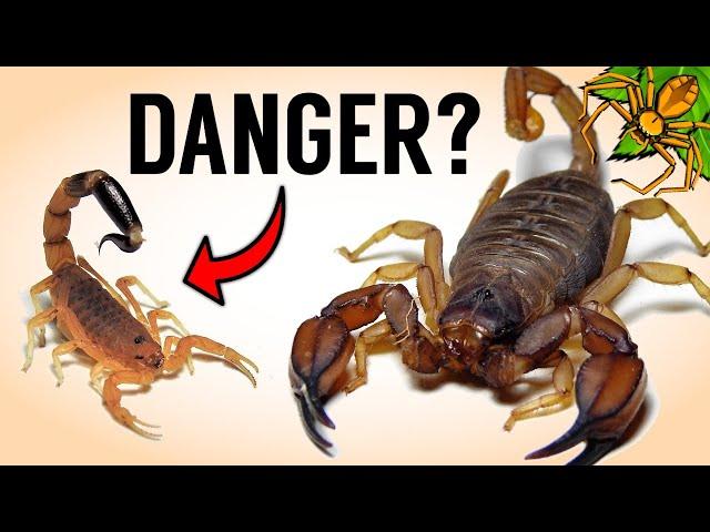 Are Small Scorpions REALLY More DEADLY?