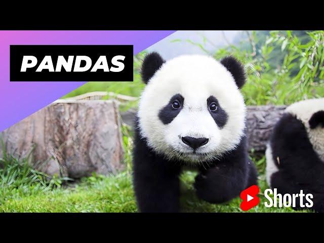 Pandas  One Of The Worst Mothers In The Animal Kingdom #shorts #pandas #animalkingdom