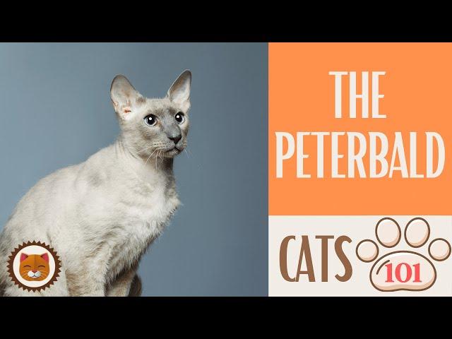  Cats 101  PETERBALD CAT - Top Cat Facts about the PETERBALD