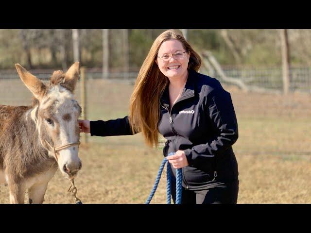 Training our Rescue Donkey, Part One  || Beginning the Lead Rope